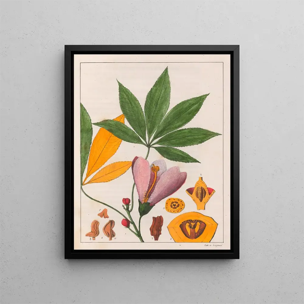 Gemälde Chorisia speciosa - Auguste de Saint-Hilaire | Kunstdruck