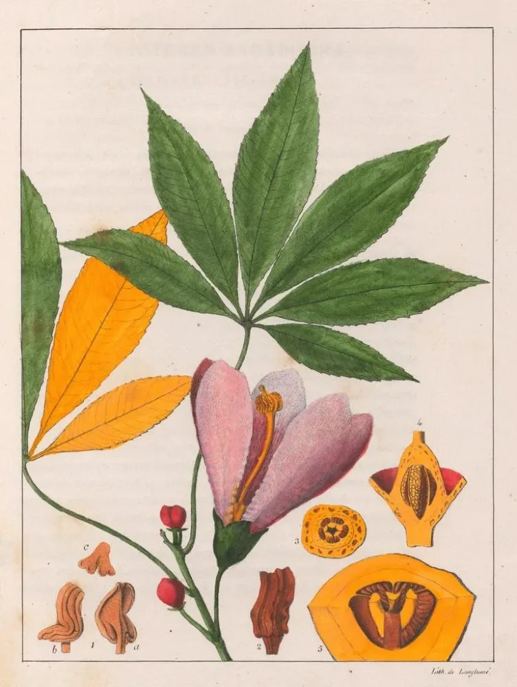 Gemälde Chorisia speciosa - Auguste de Saint-Hilaire | Kunstdruck
