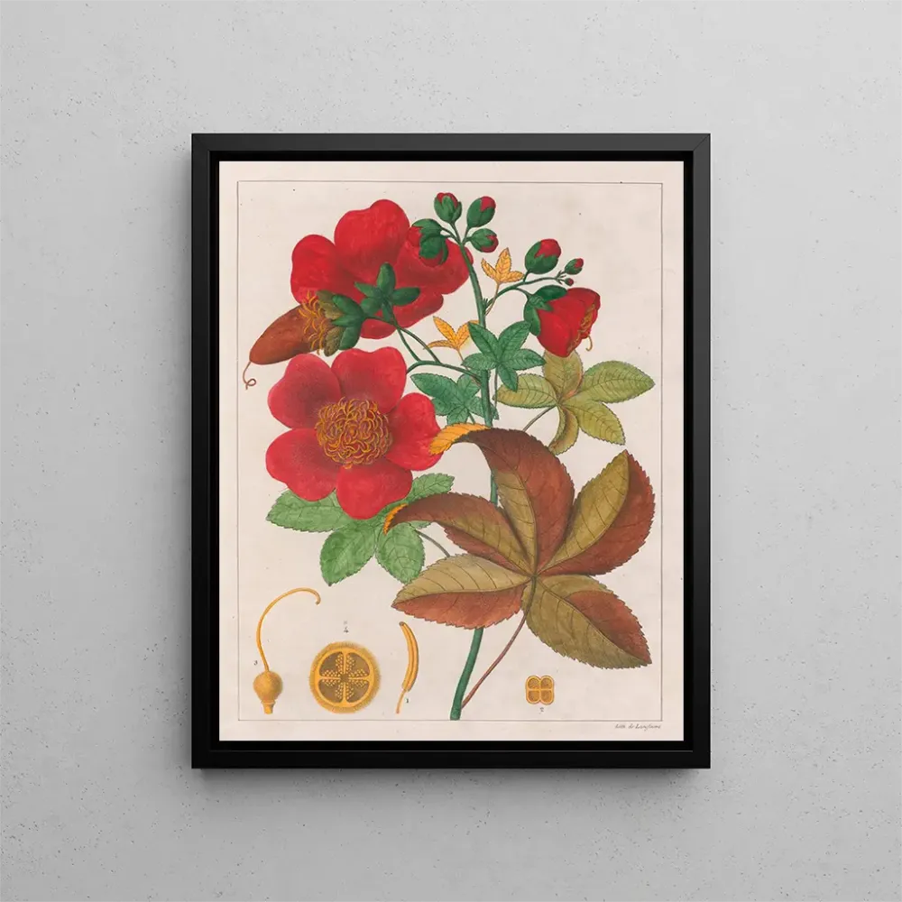 Gemälde Cochlospermum insigne - Auguste de Saint-Hilaire | Kunstdruck
