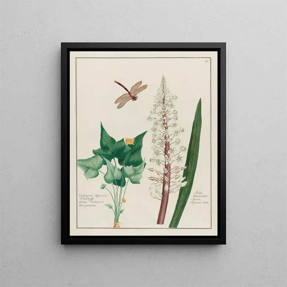 Gemälde Contrayerva officinalis und Scille - Petr Martynovich Gofman