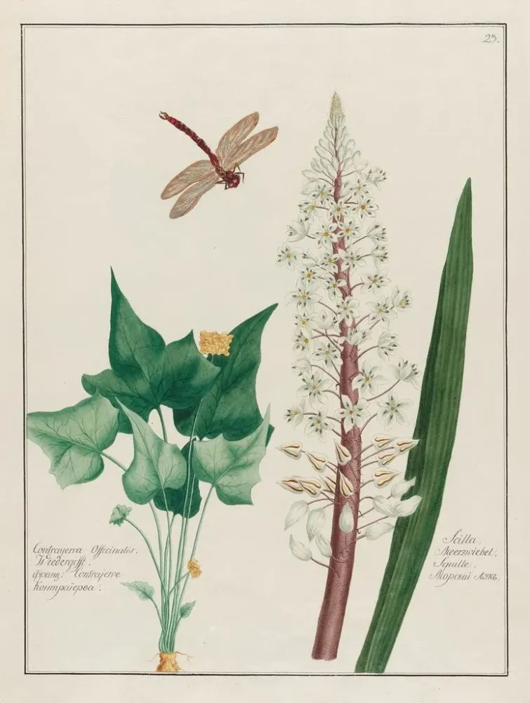 Gemälde Contrayerva officinalis und Scille - Petr Martynovich Gofman