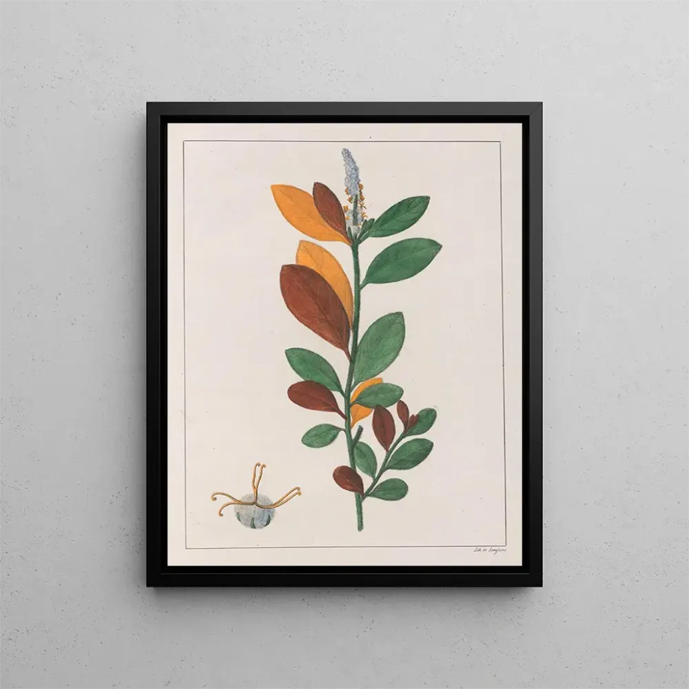 Gemälde Croton campestris - Auguste de Saint-Hilaire | Kunstdruck