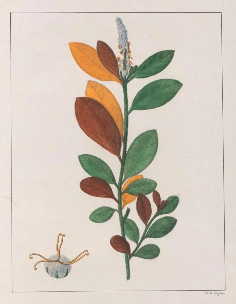 Gemälde Croton campestris - Auguste de Saint-Hilaire | Kunstdruck