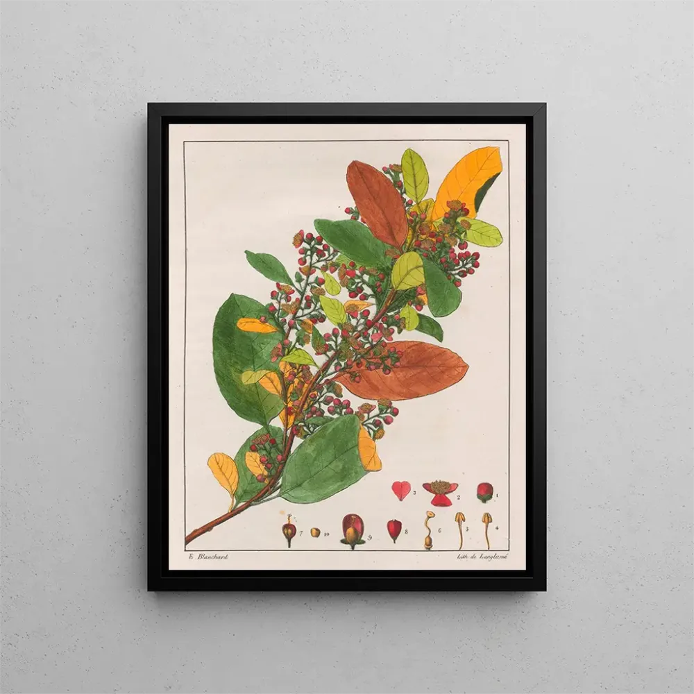 Gemälde Davilla rugosa - Auguste de Saint-Hilaire | Kunstdruck