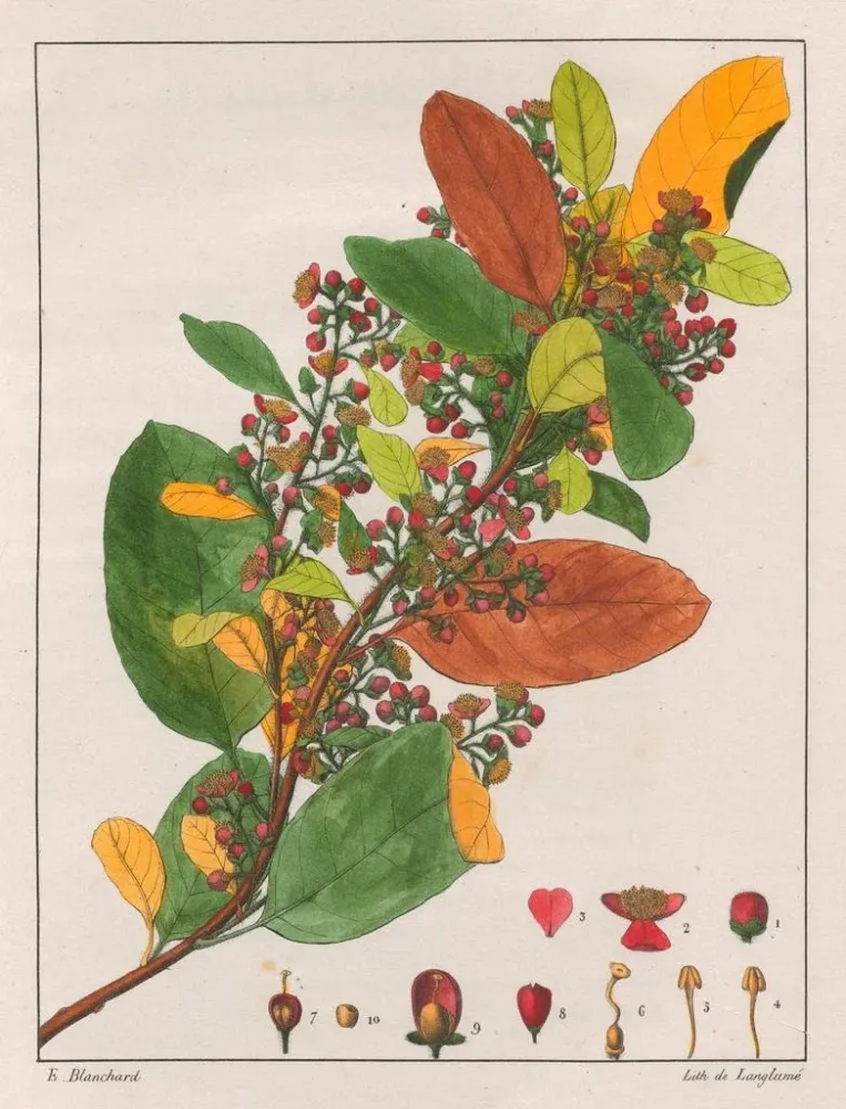 Gemälde Davilla rugosa - Auguste de Saint-Hilaire | Kunstdruck
