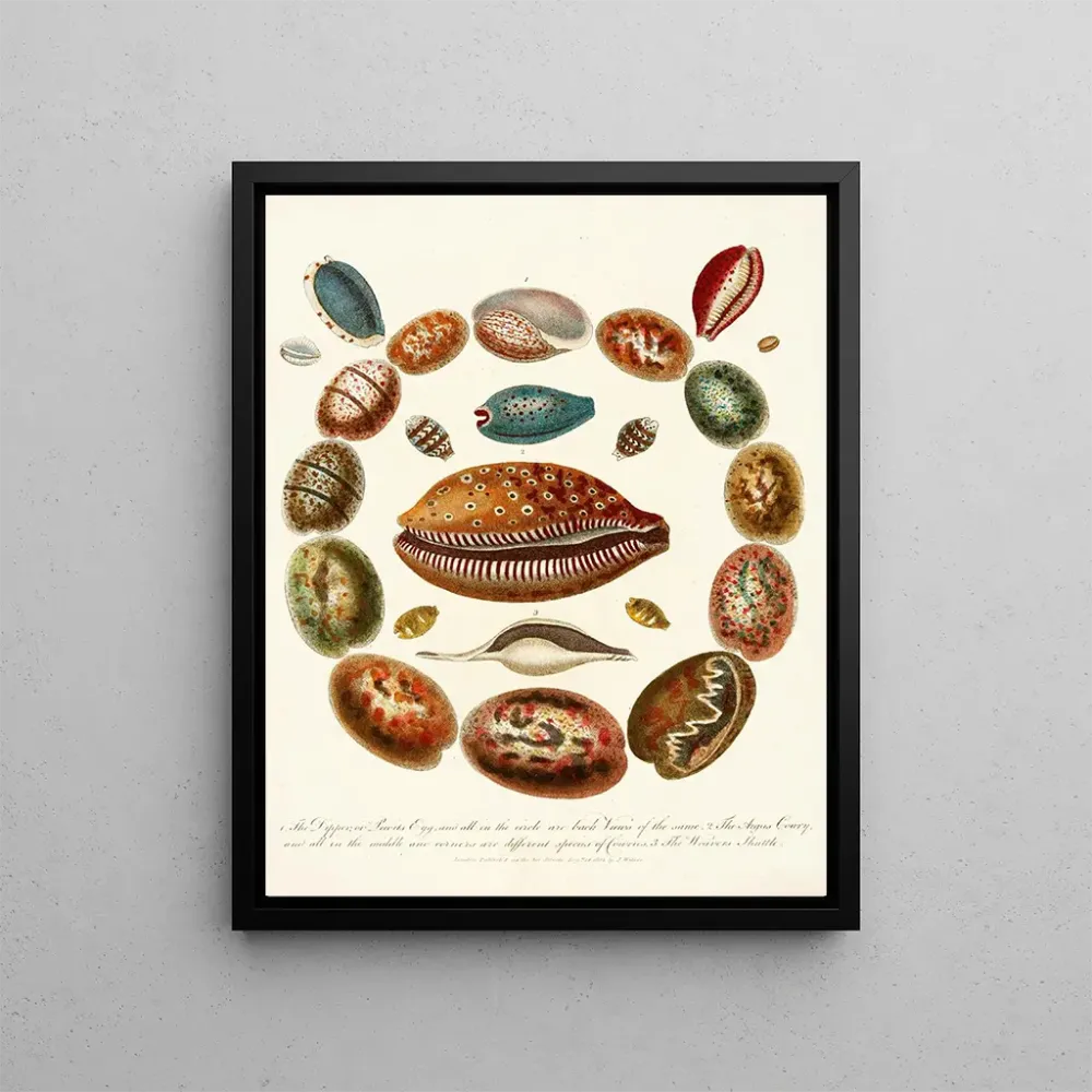 Gemälde Encyclopädie Londinensis Conchology Pl 03 - John Chapman
