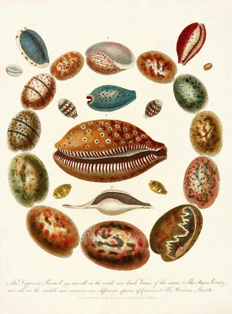 Gemälde Encyclopädie Londinensis Conchology Pl 03 - John Chapman