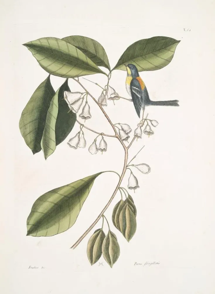 Gemälde Frutex, parus fringillaris, le fringillon - Mark Catesby