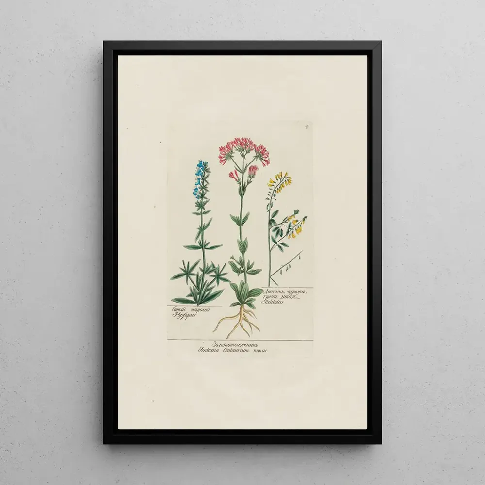 Gemälde Hysope Gentiane Centaurium minus Mélilot - Petr Martynovich Gofman