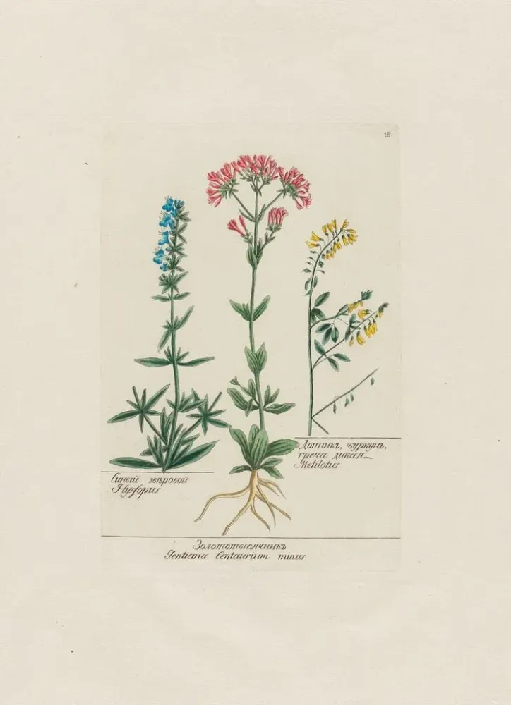 Gemälde Hysope Gentiane Centaurium minus Mélilot - Petr Martynovich Gofman
