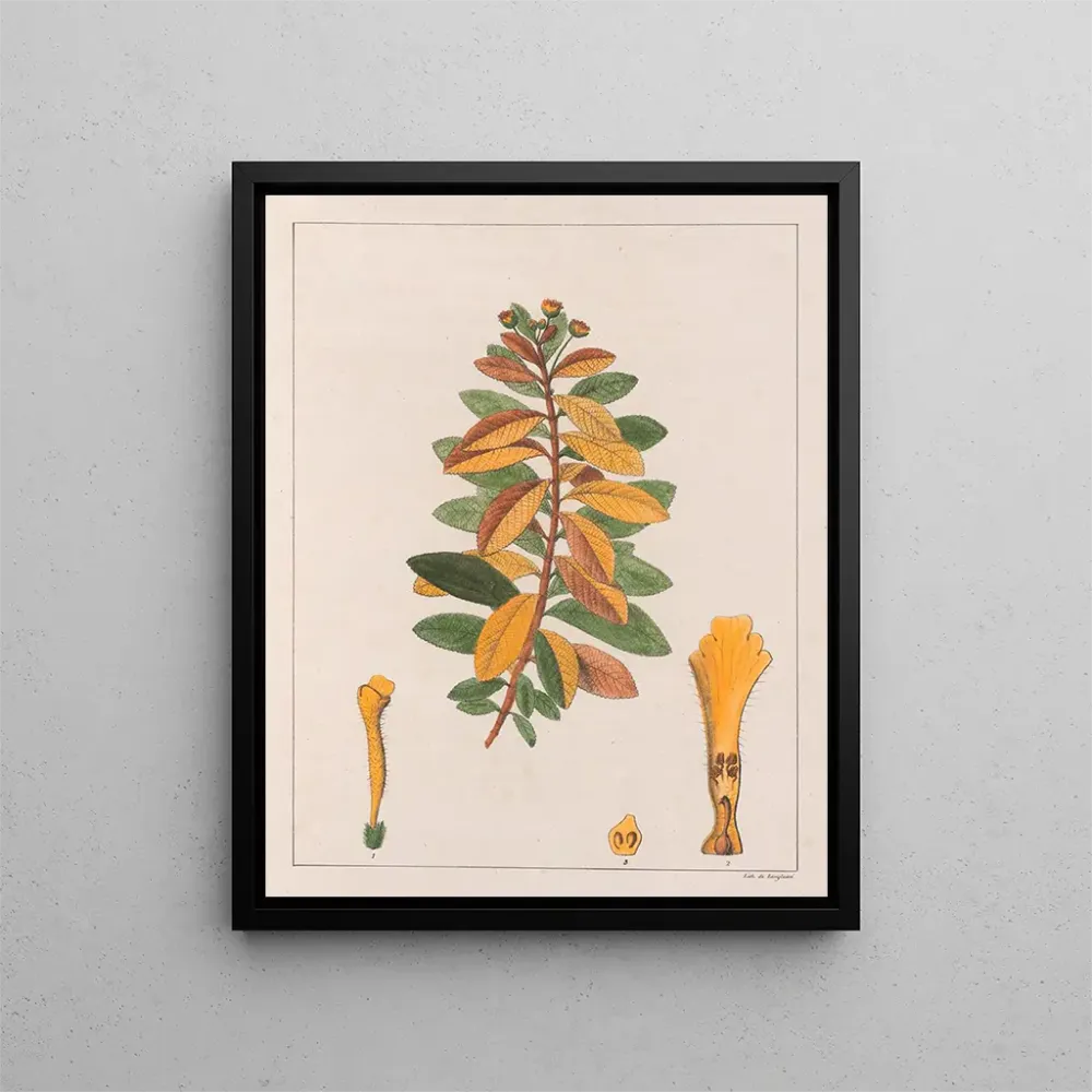Gemälde Lantana pseudothea - Auguste de Saint-Hilaire | Kunstdruck