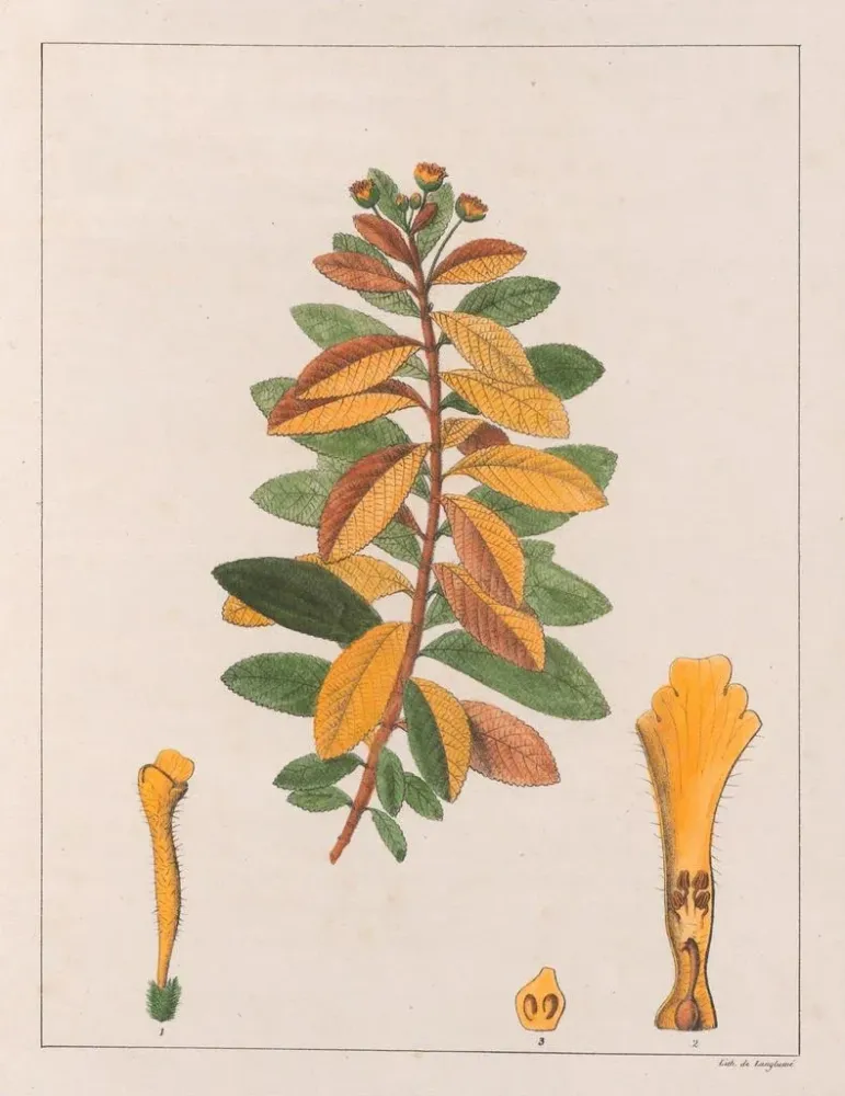 Gemälde Lantana pseudothea - Auguste de Saint-Hilaire | Kunstdruck