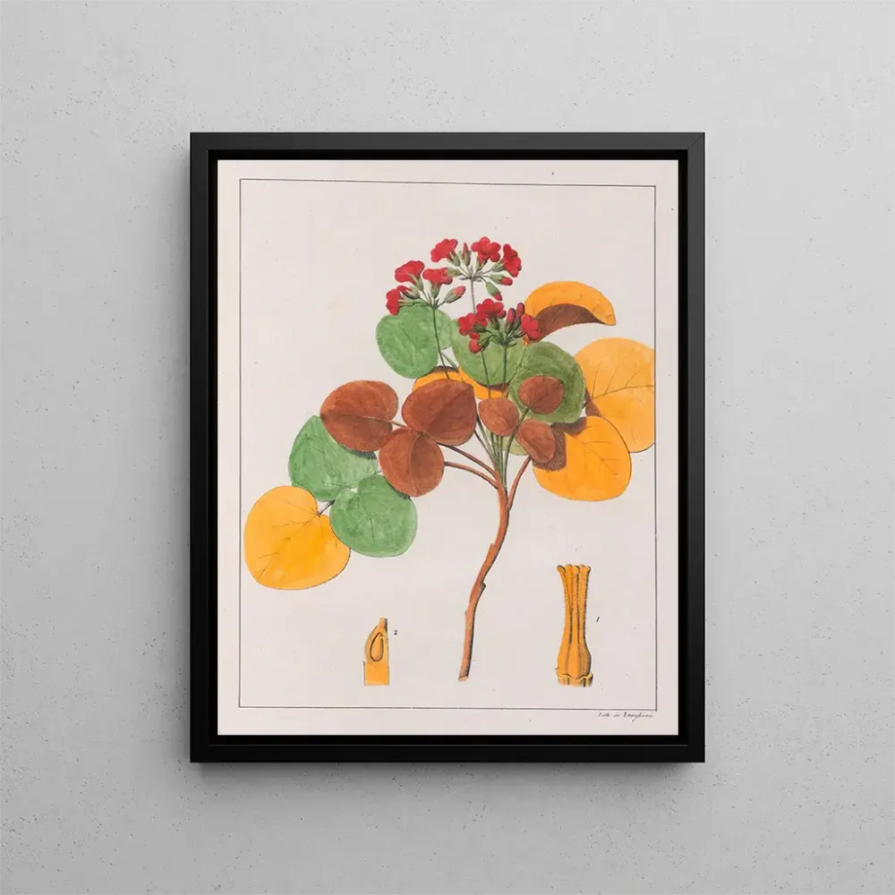 Gemälde Oxalis cordata - Auguste de Saint-Hilaire | Kunstdruck