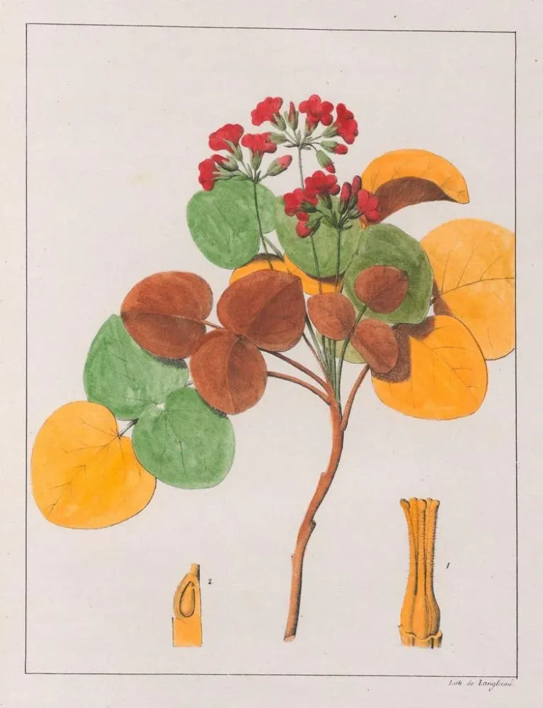 Gemälde Oxalis cordata - Auguste de Saint-Hilaire | Kunstdruck