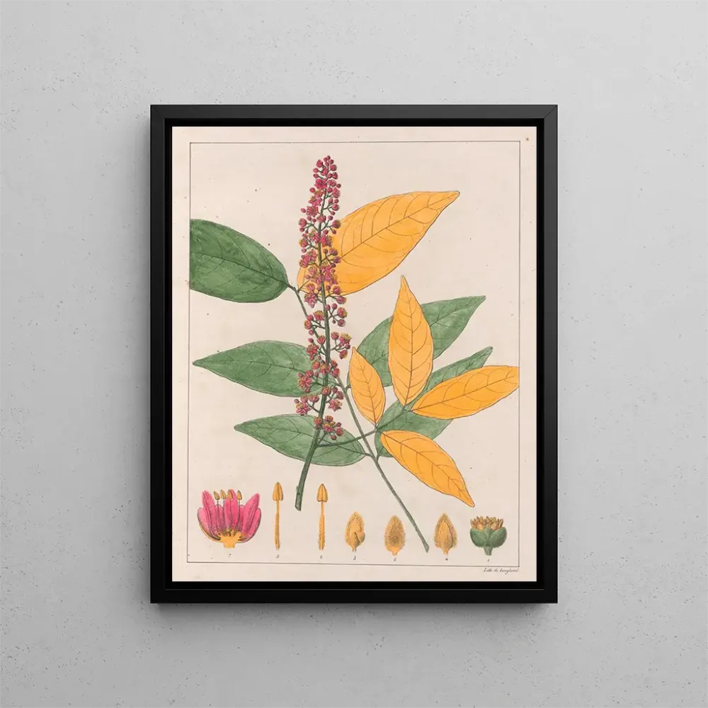 Gemälde Sapindus esculentus - Auguste de Saint-Hilaire | Kunstdruck