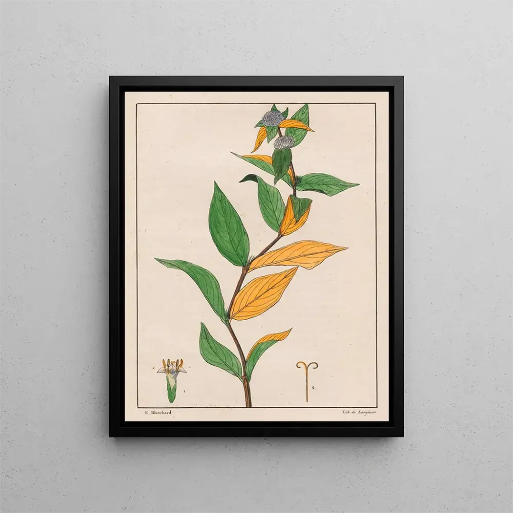 Gemälde Spermacoce poaya - Auguste de Saint-Hilaire | Kunstdruck