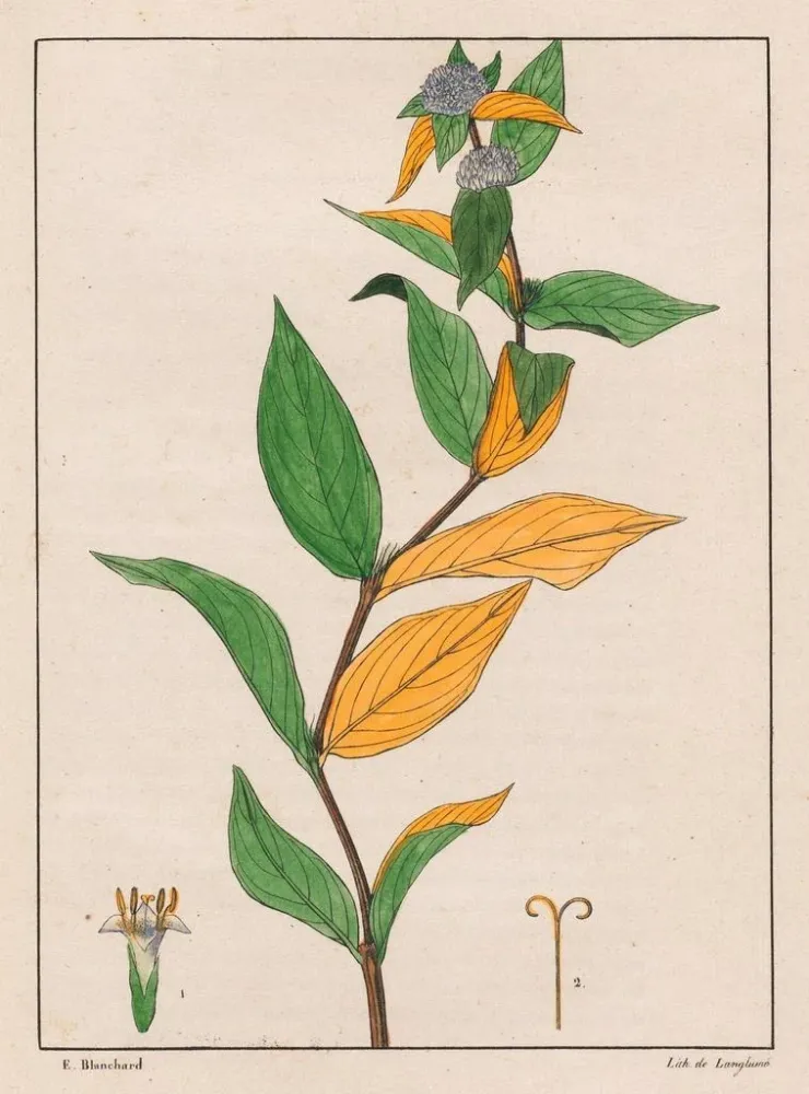 Gemälde Spermacoce poaya - Auguste de Saint-Hilaire | Kunstdruck