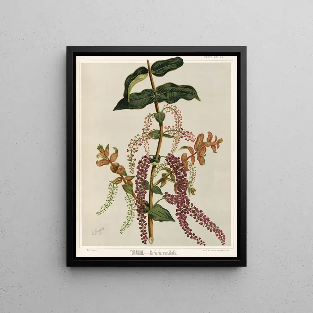 Gemälde Tupakihi Coriaria ruscifolia, Planche 25 - Sarah Featon
