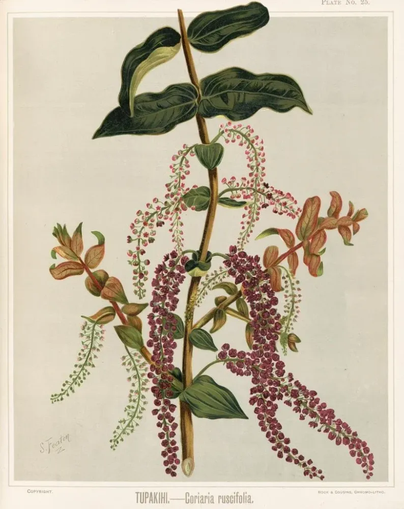 Gemälde Tupakihi Coriaria ruscifolia, Planche 25 - Sarah Featon