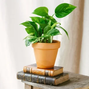 Goldener Pothos