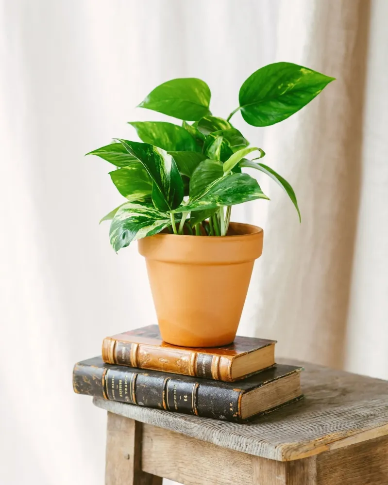 Goldener Pothos