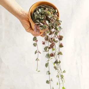 Große Ceropegia woodii