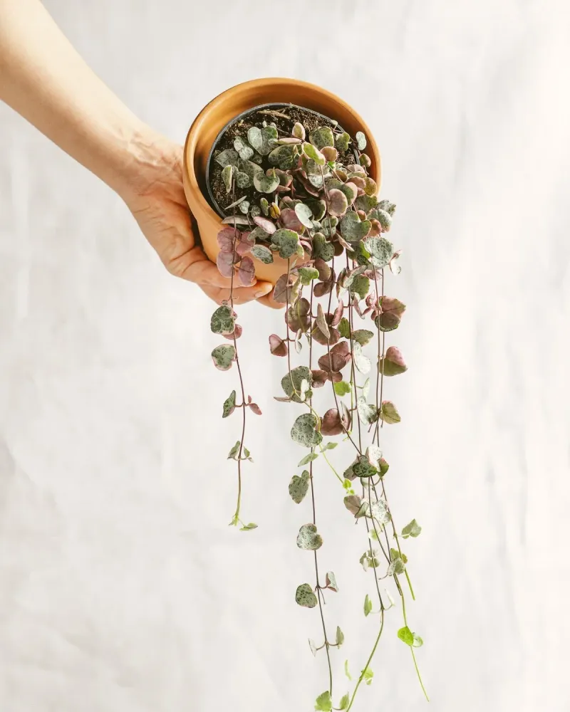 Große Ceropegia woodii