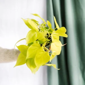 Großer Lindenphilodendron