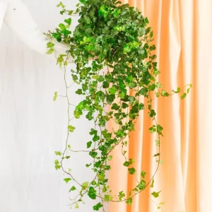 Hedera fallender Efeu