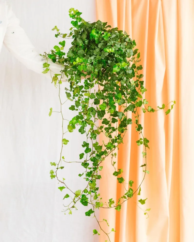 Hedera fallender Efeu