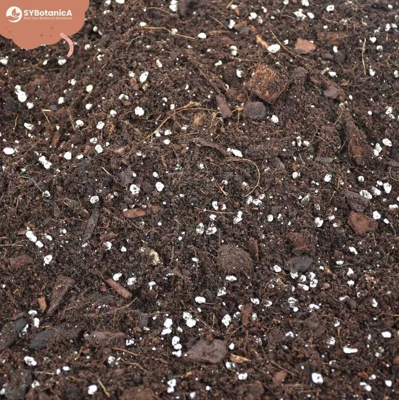HOYA MIX 5L | Substrat für Hoyas