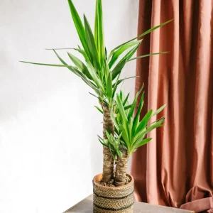 Indoor-Yucca