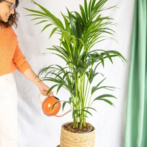 Kentia Howea