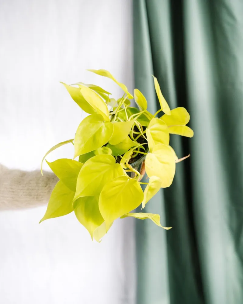 Kleiner Lindenphilodendron