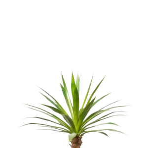Künstliche Agave - Ole | 60 cm