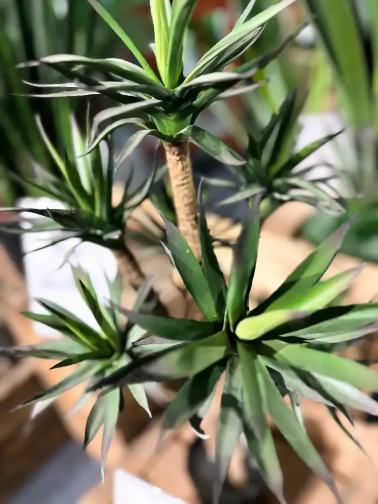Künstliche Agave - Prince | 70 cm