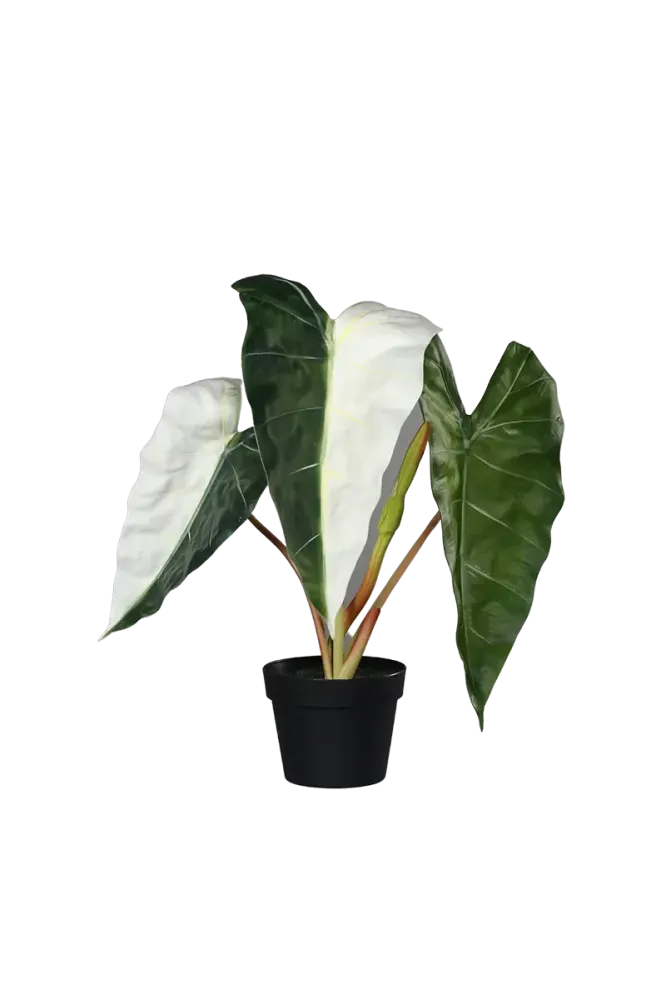 Künstliche Alocasia albino - Heino | 68 cm