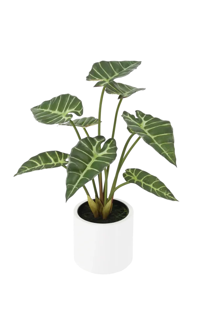 Künstliche Alocasia - Svannah | 59 cm