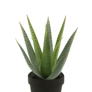 Künstliche Aloe - Patty | 30 cm
