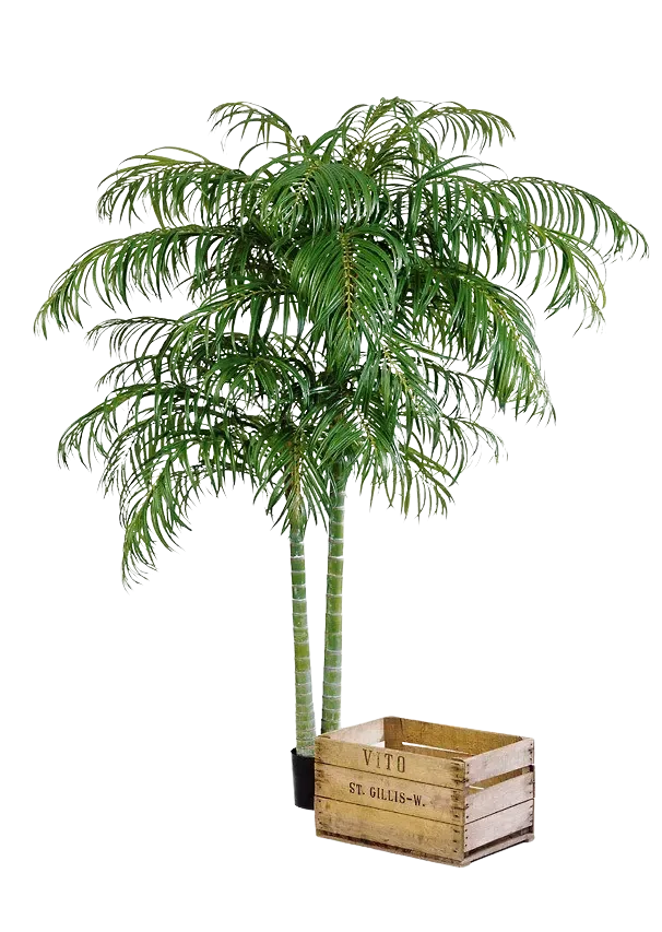 Künstliche Areca Palme - Christine | 210 cm