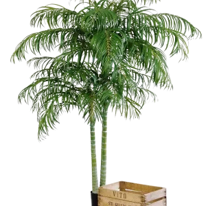 Künstliche Areca Palme - Christine | 210 cm
