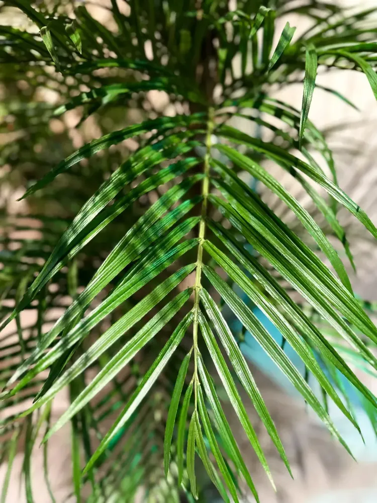 Künstliche Areca Palme - Christine | 210 cm