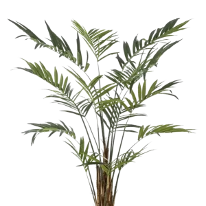 Künstliche Areca Palme - Isaiah | 270 cm