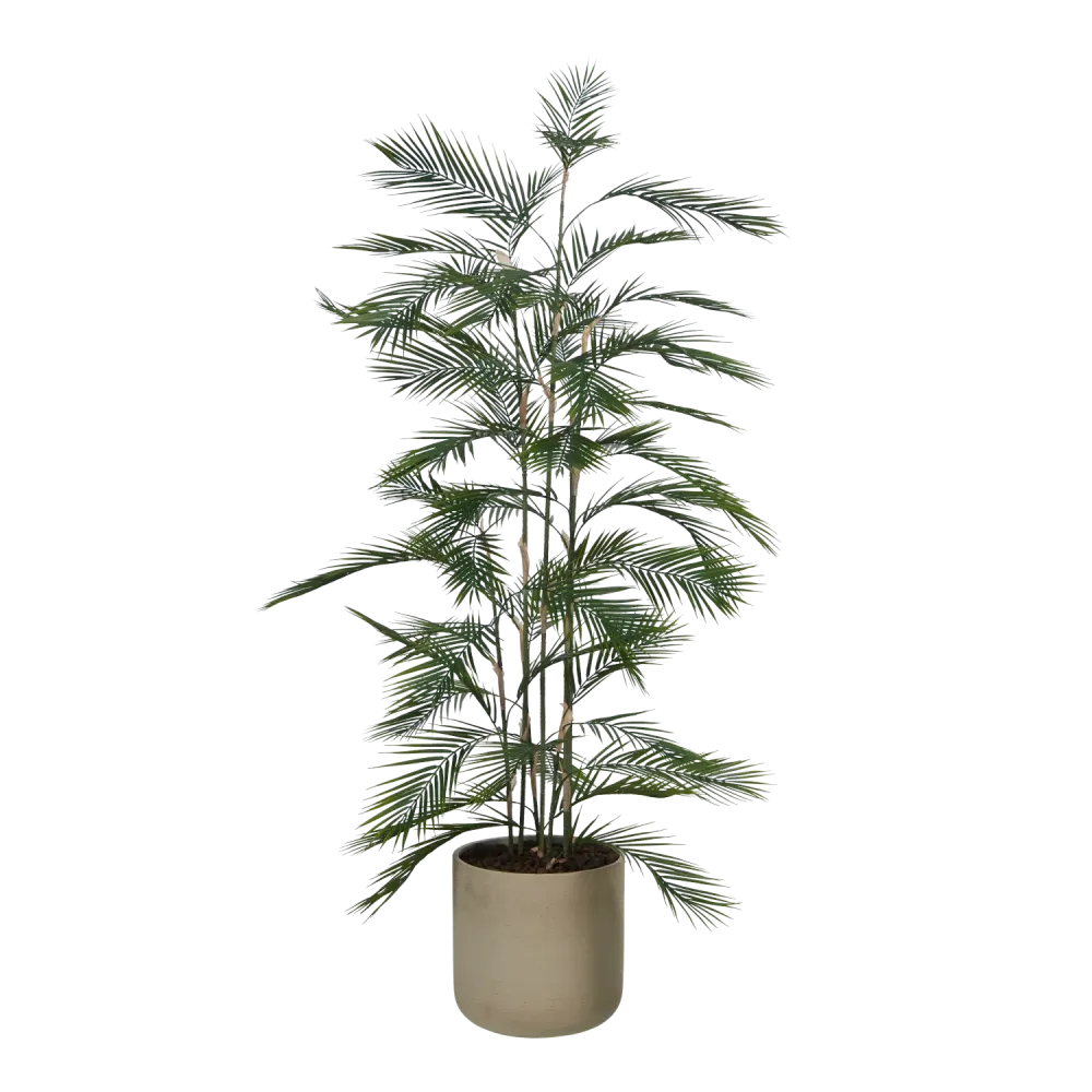 Künstliche Bergpalme - Nolte | 180 cm