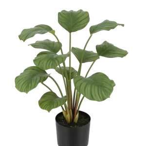 Künstliche Calathea - Catalina | 63 cm