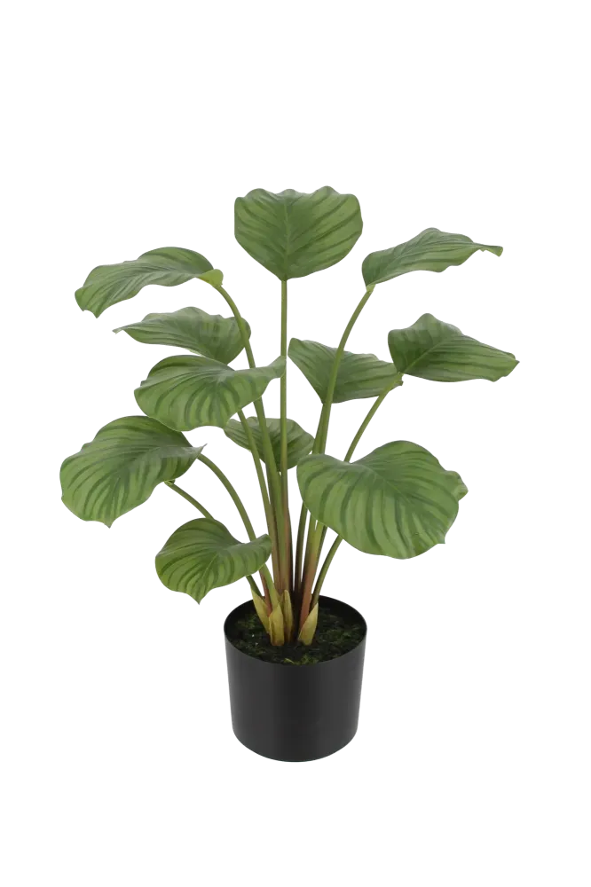 Künstliche Calathea - Catalina | 63 cm