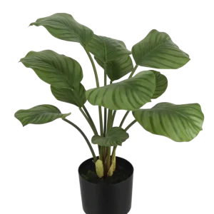 Künstliche Calathea - Jamila | 58 cm