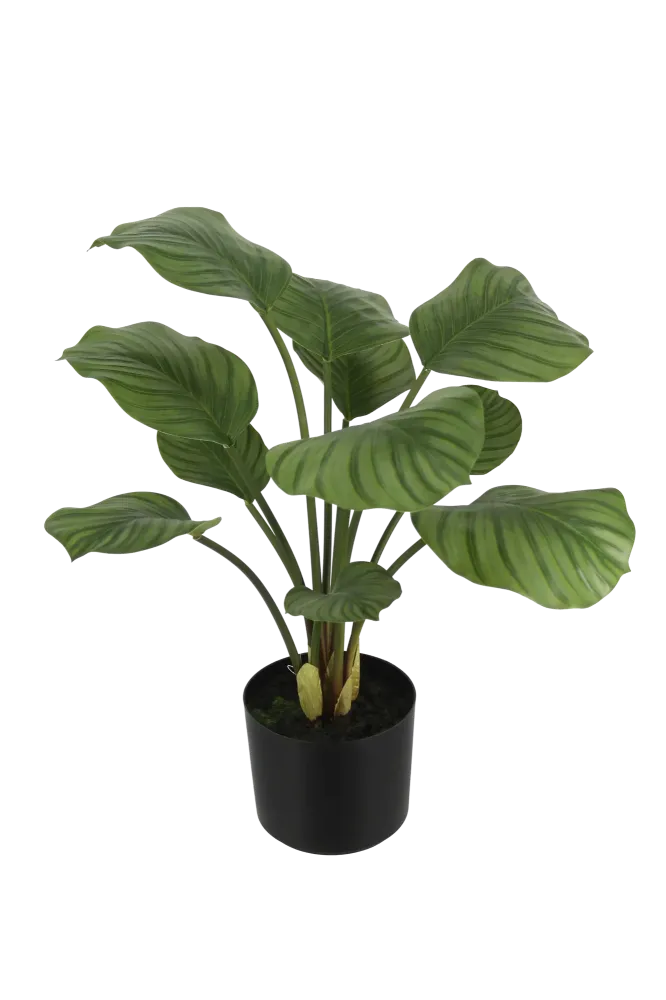 Künstliche Calathea - Jamila | 58 cm