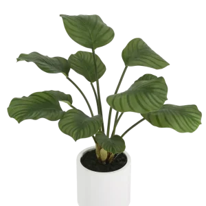 Künstliche Calathea - Maite | 63 cm
