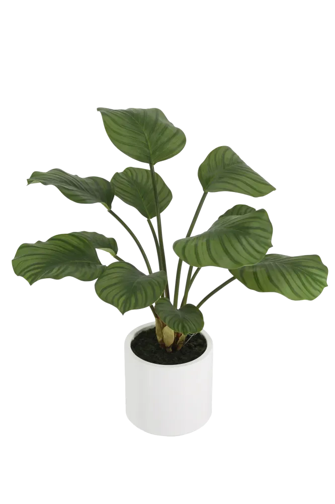 Künstliche Calathea - Maite | 63 cm